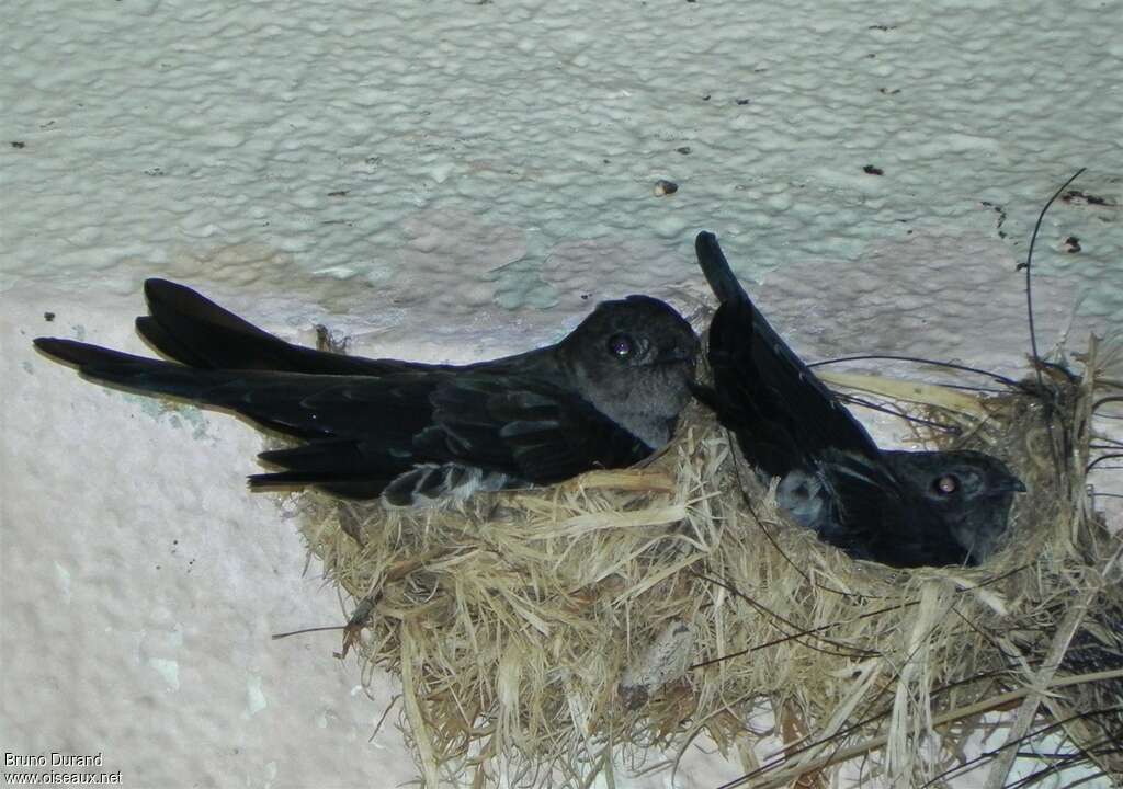 Cave Swiftletadult, Reproduction-nesting