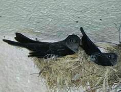 Cave Swiftlet