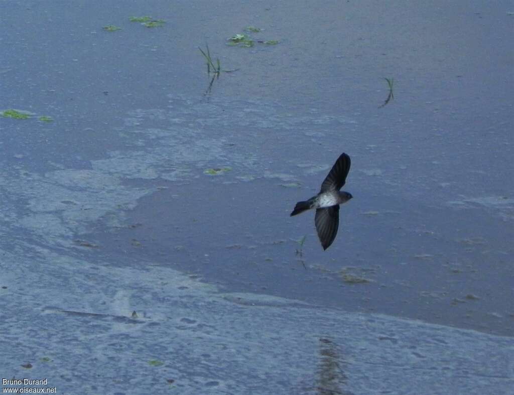 Cave Swiftlet, Flight