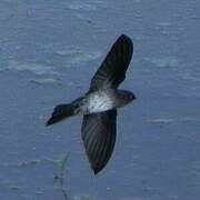 Cave Swiftlet