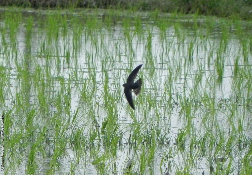 Cave Swiftlet, Flight