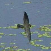 Cave Swiftlet