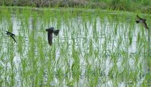 Cave Swiftlet