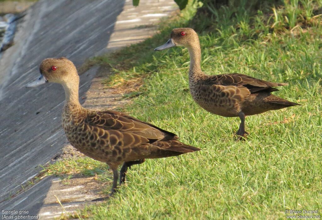 Sunda Teal, identification