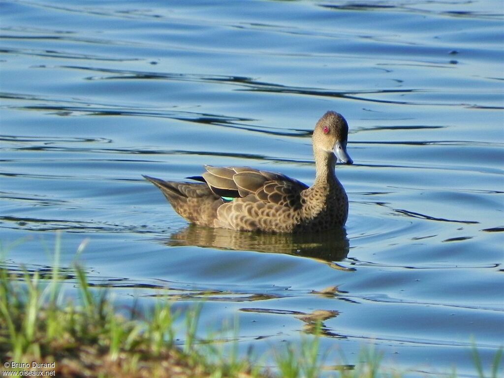 Sunda Tealadult, identification, Behaviour