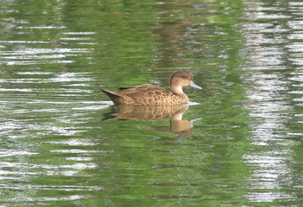 Sunda Tealadult, identification