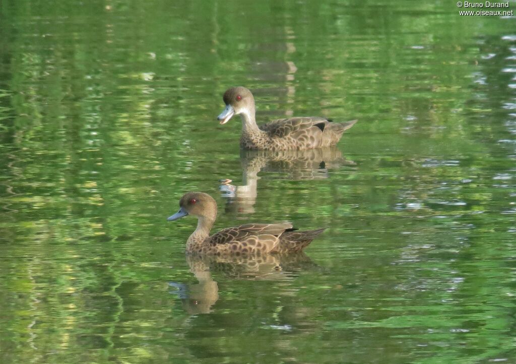 Sunda Teal, identification