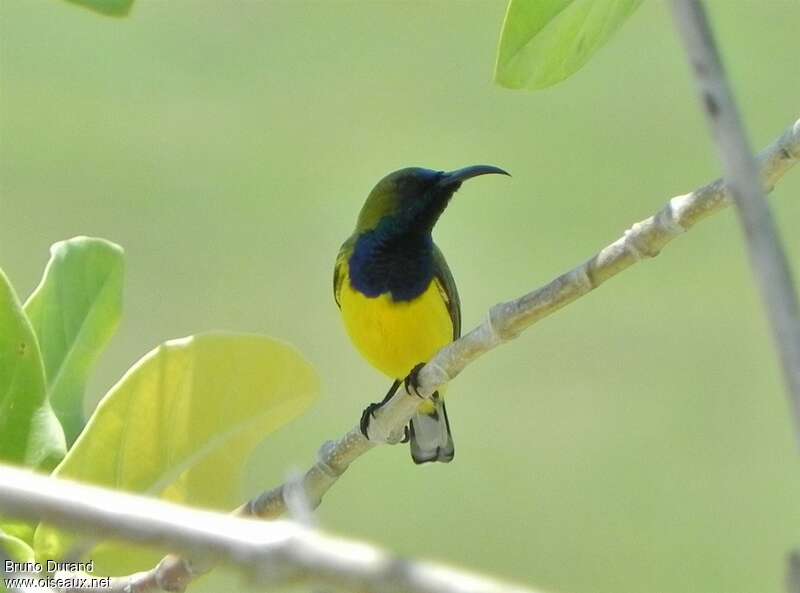 Olive-backed Sunbird male adult, Behaviour