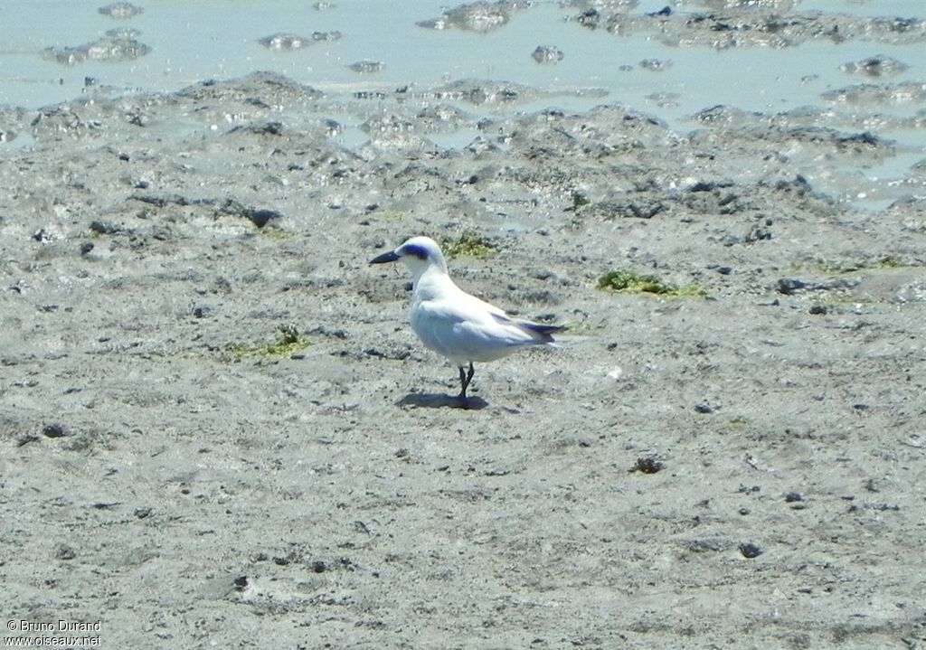 Gull-billed Ternimmature, identification