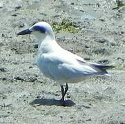 Gull-billed Tern