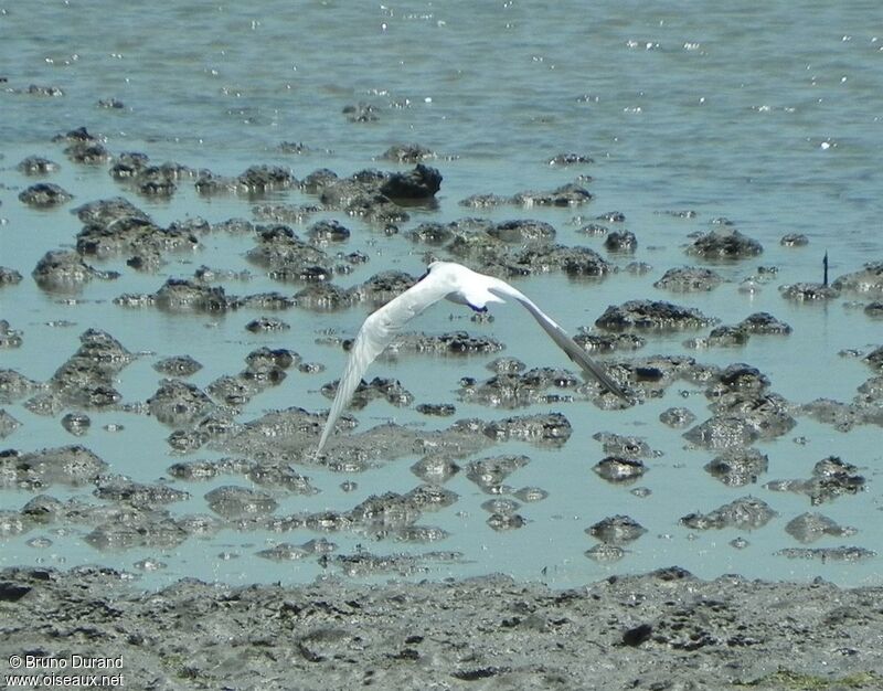 Gull-billed Ternimmature, Flight