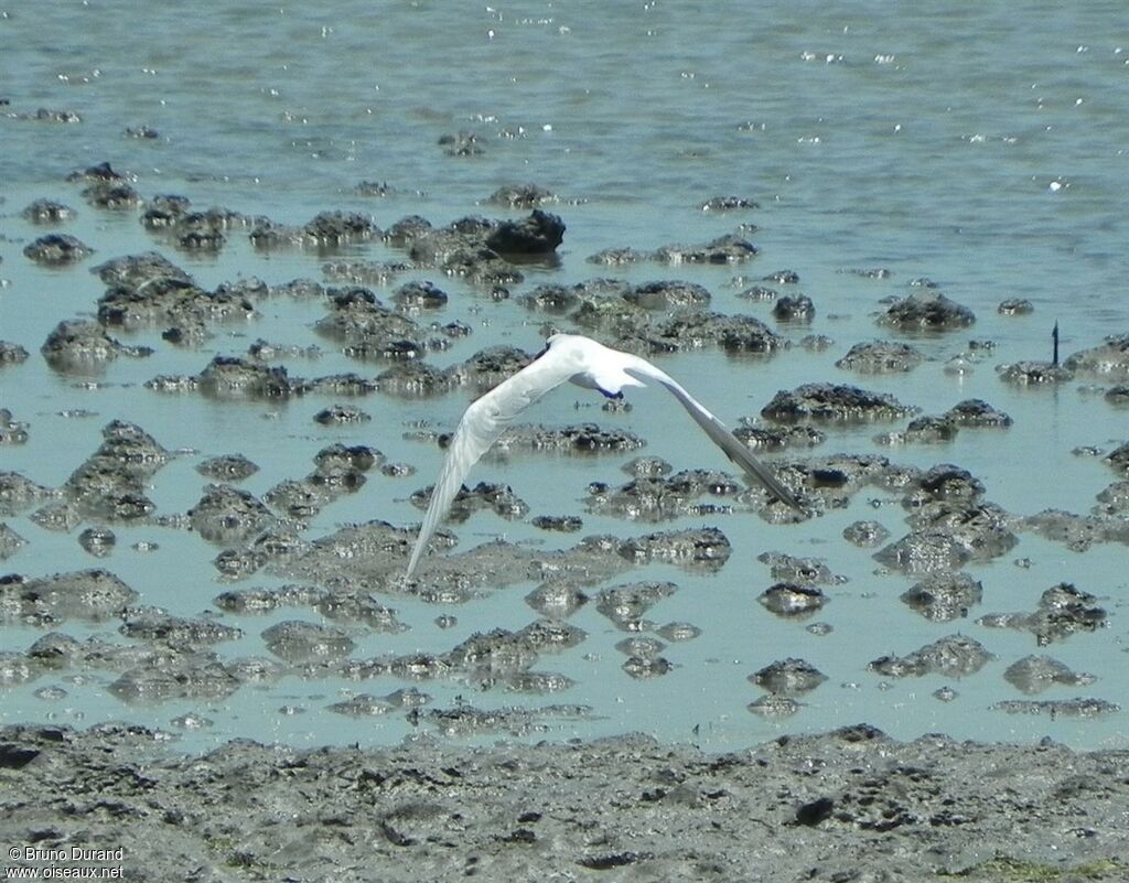 Gull-billed Ternimmature, Flight