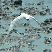 Gull-billed Tern