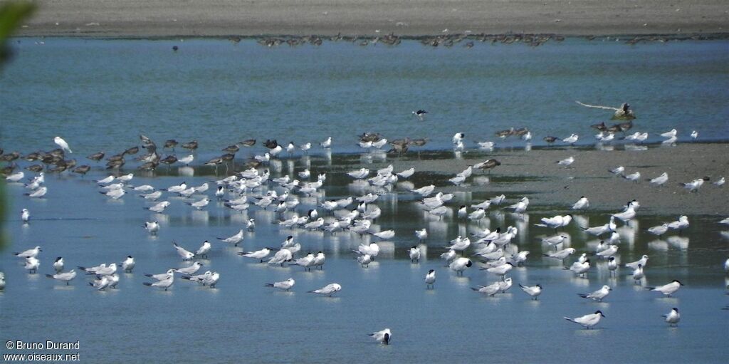 Gull-billed Tern, Behaviour