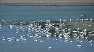 Gull-billed Tern