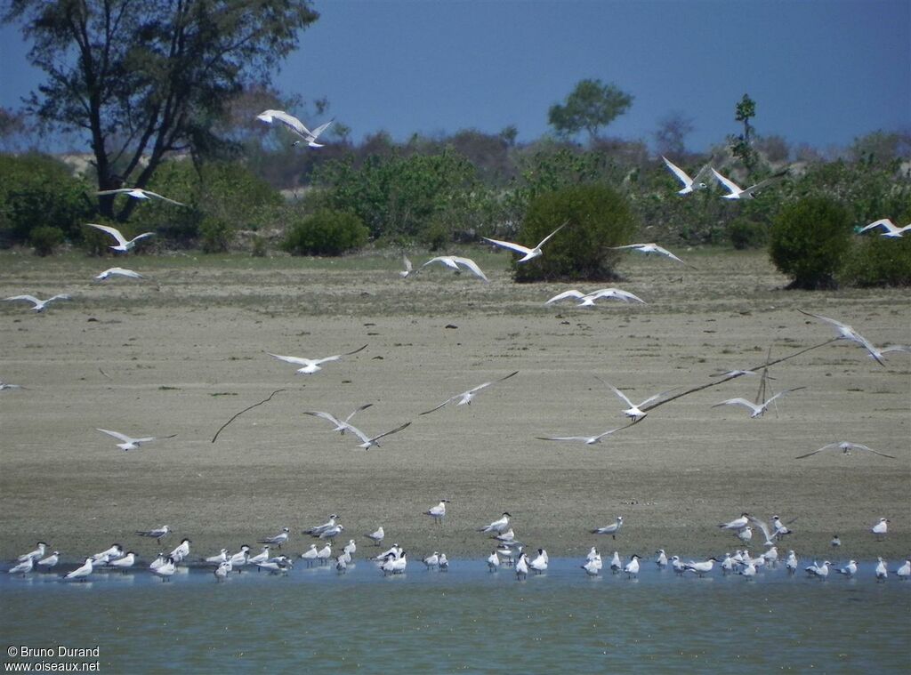 Gull-billed Tern, Behaviour