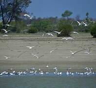 Gull-billed Tern