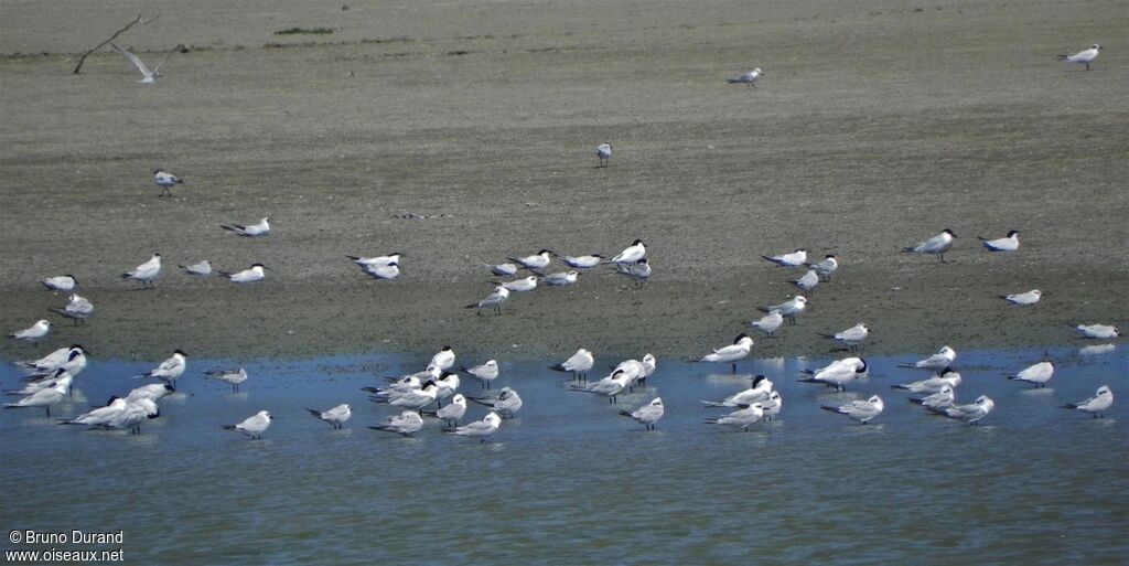 Gull-billed Tern, Behaviour