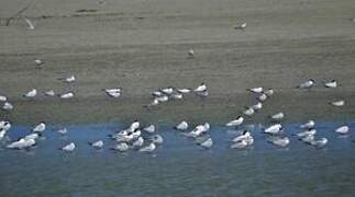 Gull-billed Tern