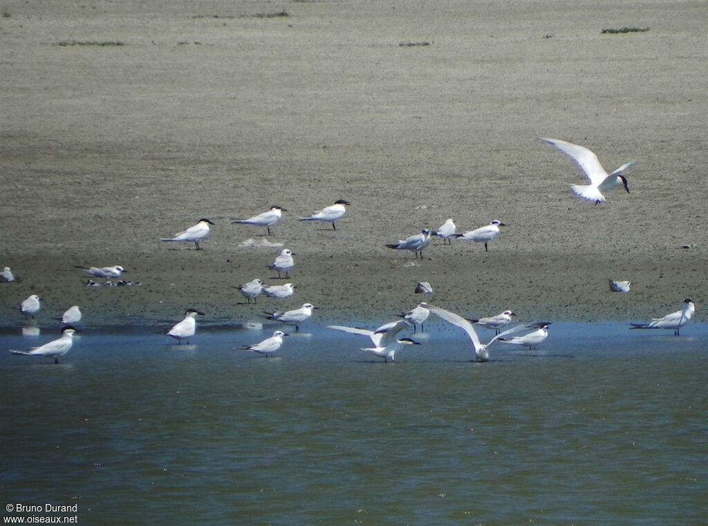 Gull-billed Tern, Behaviour