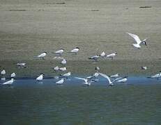 Gull-billed Tern