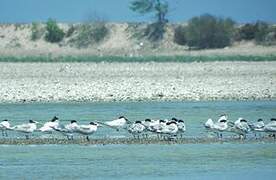 Greater Crested Tern