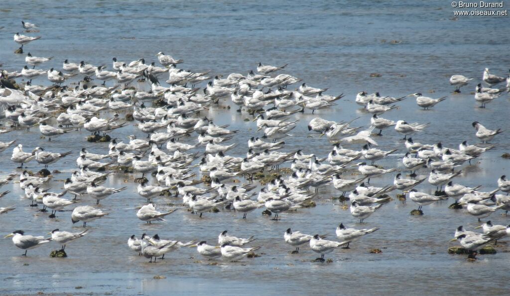 Greater Crested Tern, identification, Behaviour