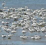 Greater Crested Tern