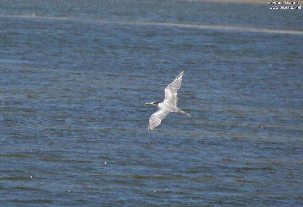 Greater Crested Ternadult, Flight