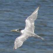 Greater Crested Tern