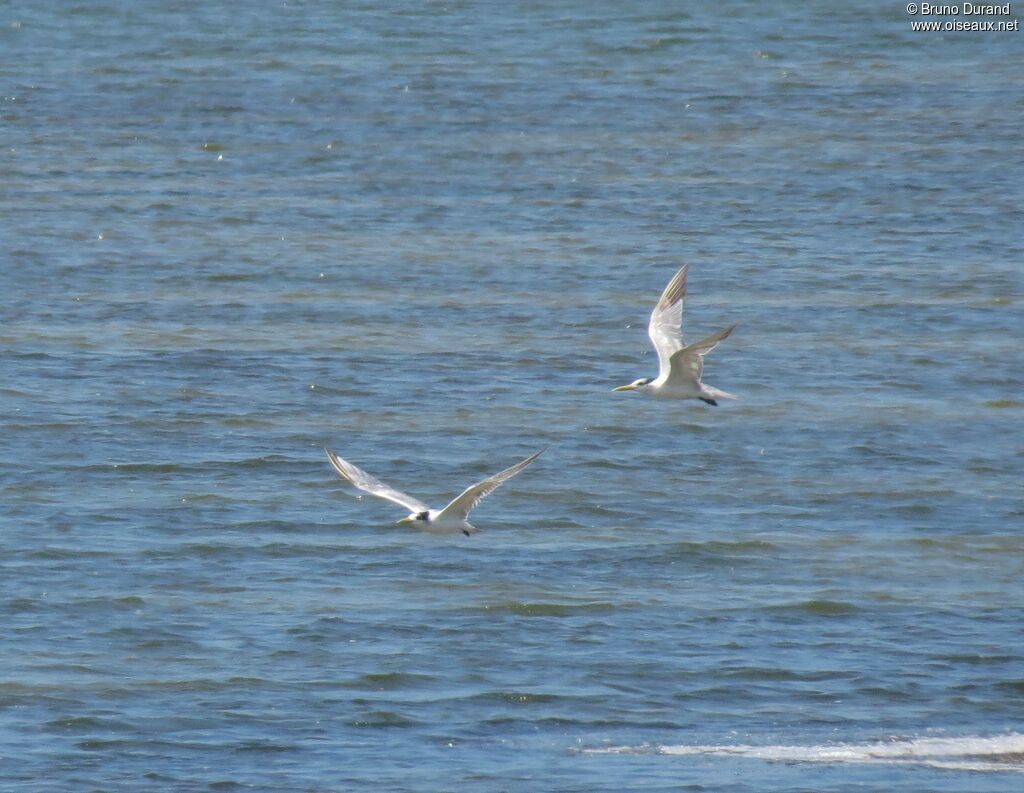 Greater Crested Tern, Flight