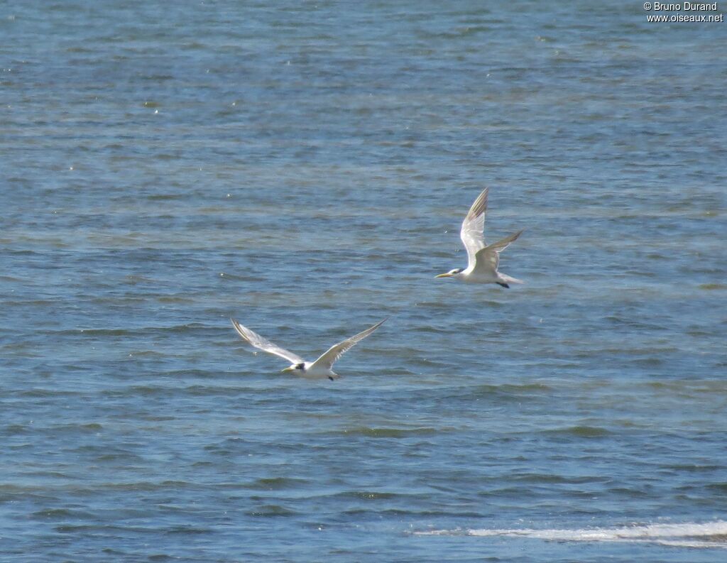 Greater Crested Tern, Flight