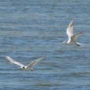 Greater Crested Tern