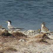 Little Tern