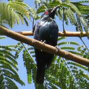 Short-tailed Starling