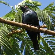 Short-tailed Starling