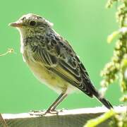 Whinchat