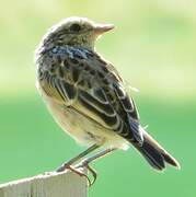 Whinchat