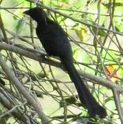 Racket-tailed Treepie