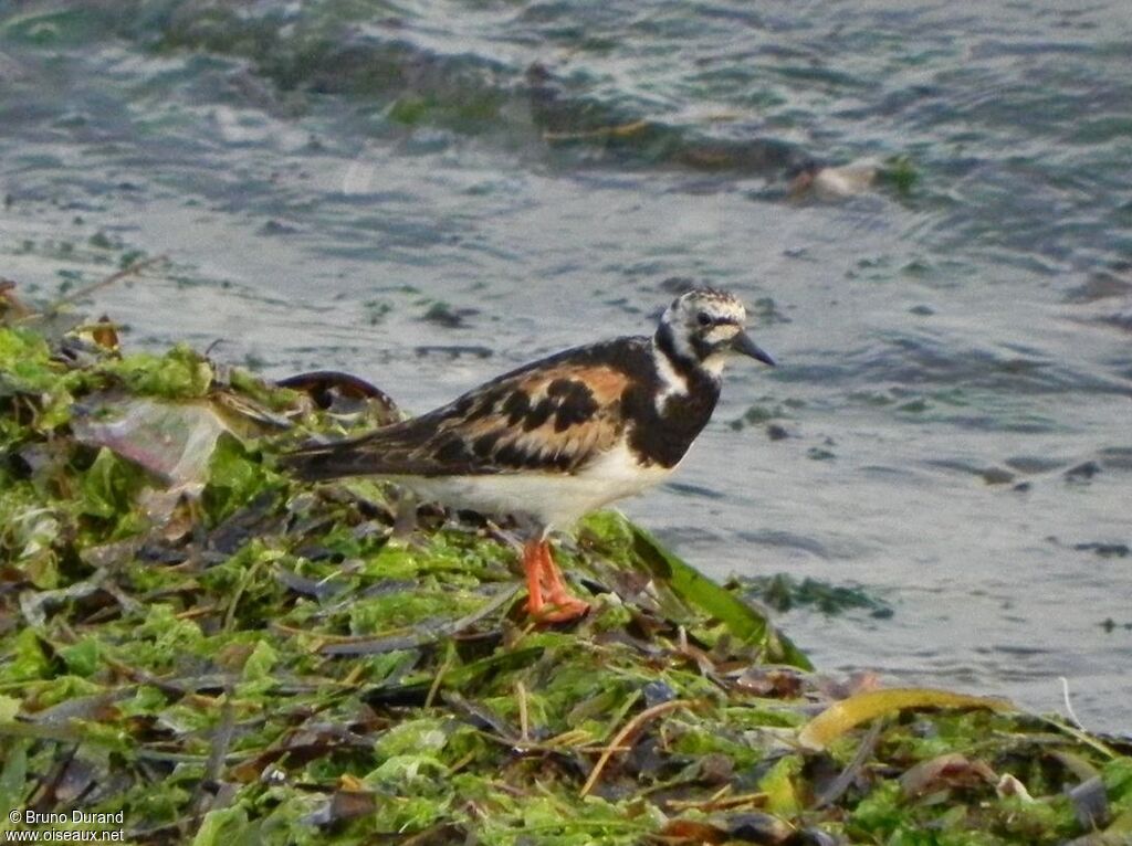 Ruddy Turnstone