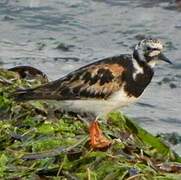 Ruddy Turnstone