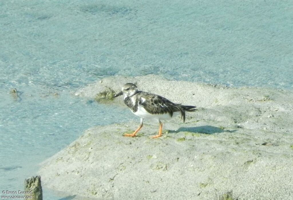 Ruddy Turnstoneadult post breeding, identification