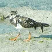 Ruddy Turnstone