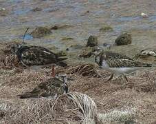 Ruddy Turnstone