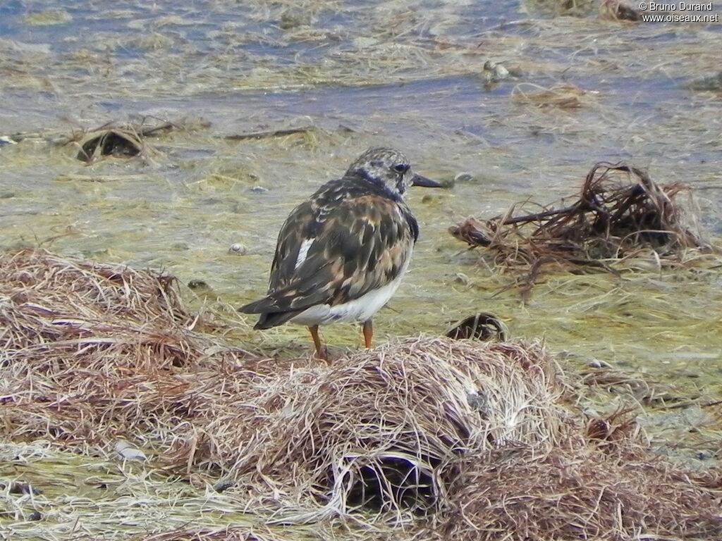 Ruddy Turnstoneadult, identification, Behaviour