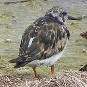 Ruddy Turnstone