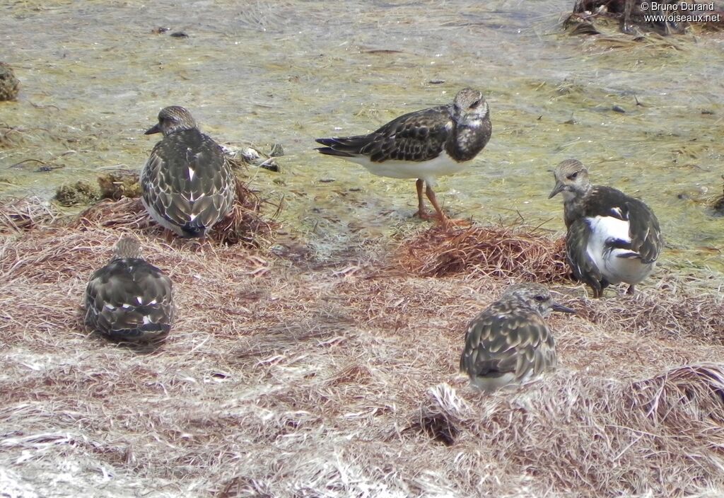 Ruddy Turnstone, identification, Behaviour