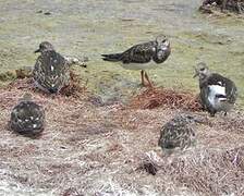 Ruddy Turnstone