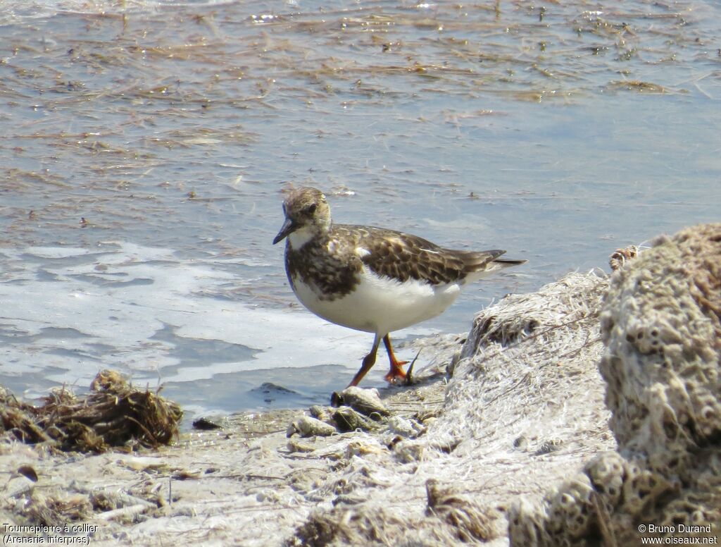 Ruddy Turnstoneadult post breeding, identification