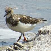 Ruddy Turnstone